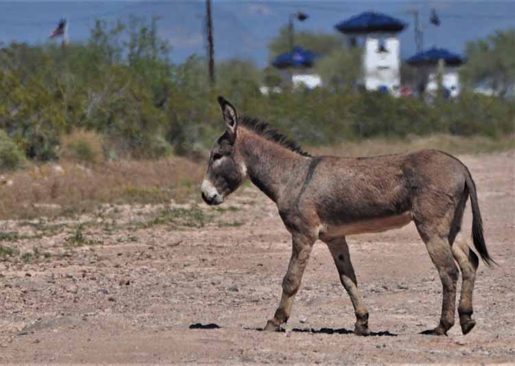 donkeys